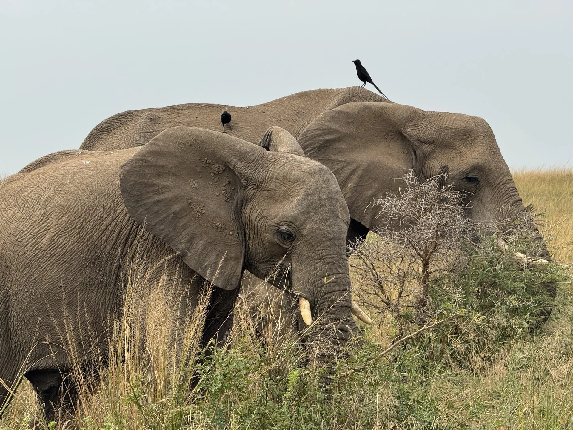 Queen Elizabeth National Park savannah